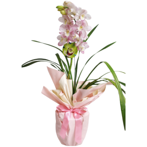 Orquídeas